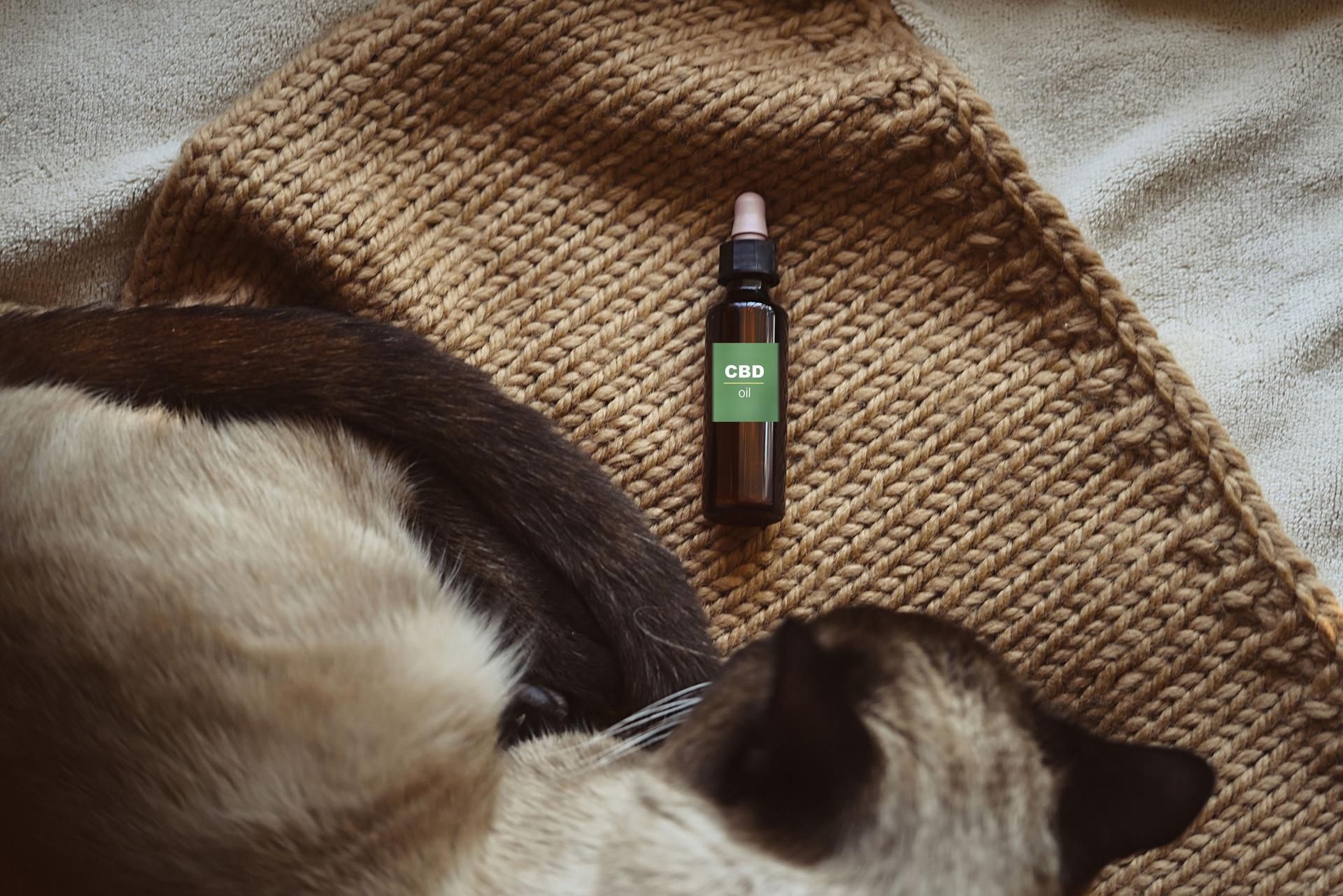 Flat lay concept, CBD canister for animals