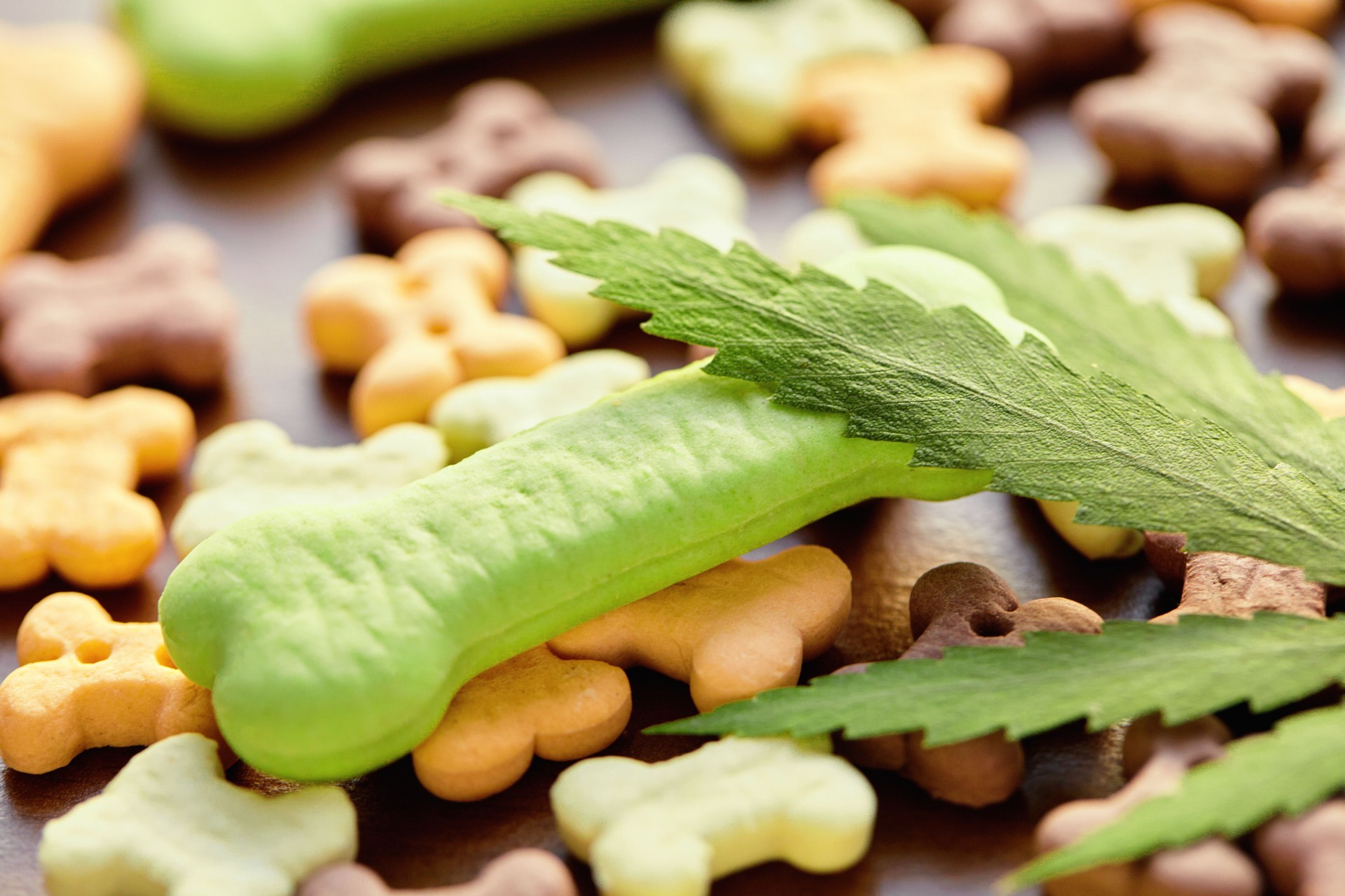 Close-up bone treat for dogs and green hemp leaf. Biscuits for pets with cannabis content CBD cannabidiol