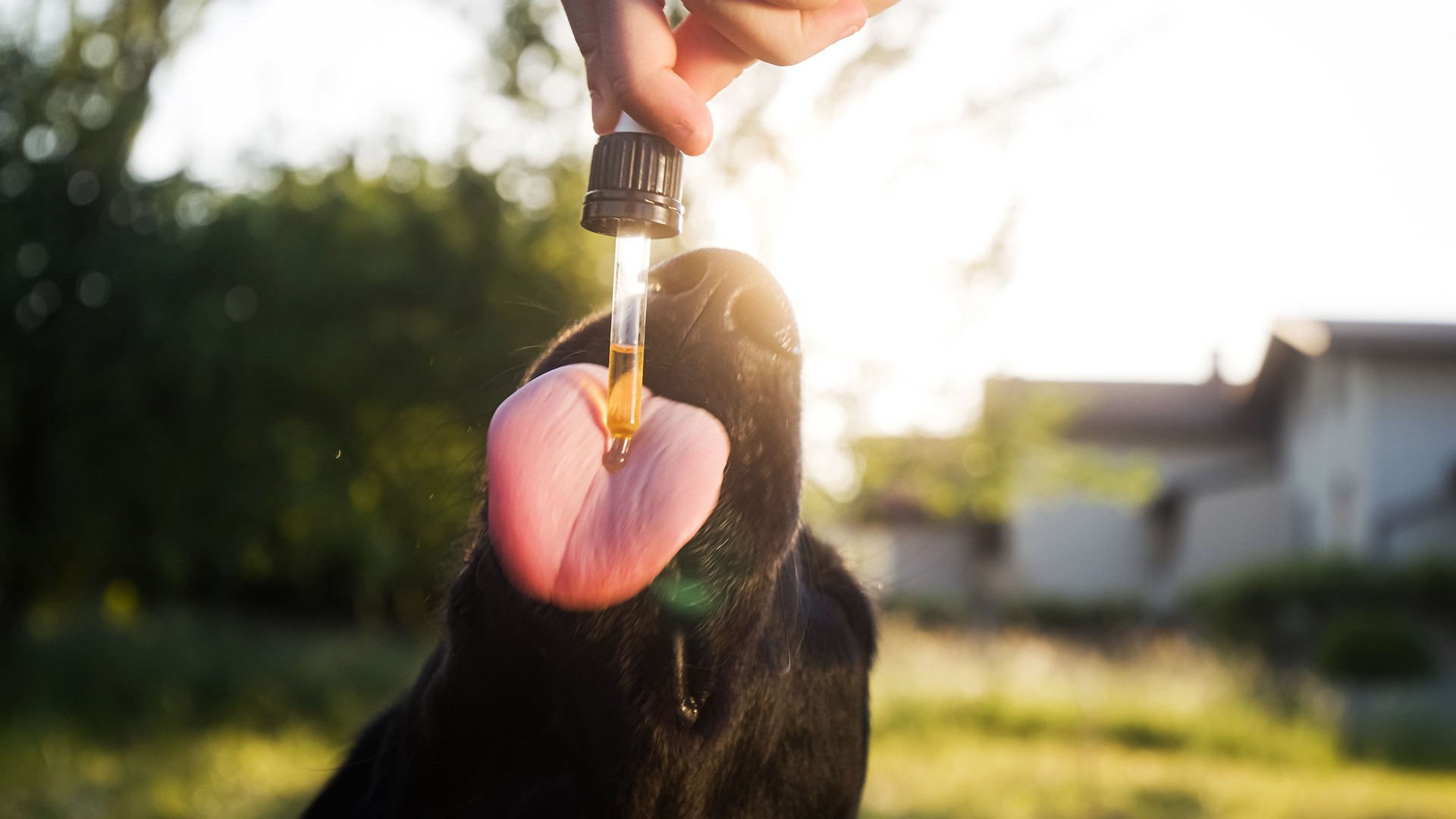 Dog licking a dropper with CBD oil