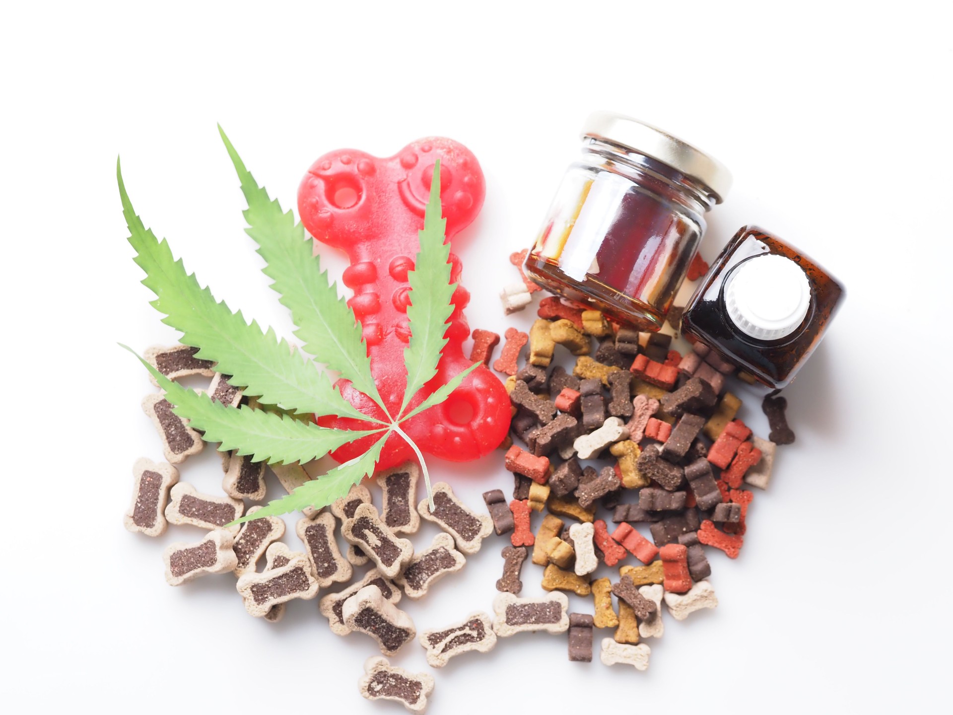 dog food with cannabis oil.